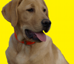 Suche jungen Labrador, Golden oder Chesapeake Bay Retriever