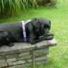 Bild des Benutzers Blacklabrador